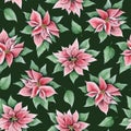 Poinsettia Christmas flowers on dark green watercolor floral seamless pattern. Vintage background for winter holidays Royalty Free Stock Photo
