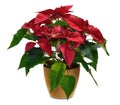 Poinsettia christmas plant deco framework red gift Royalty Free Stock Photo