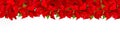 Poinsettia Christmas red flower white background Royalty Free Stock Photo