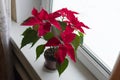 Poinsettia - Christmas star blooming on a windowsill Royalty Free Stock Photo