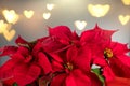 Poinsettia Christmas star flower plant close up. Red Euphorbia Pulcherrima, or Nochebuena Royalty Free Stock Photo