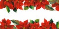 Poinsettia Christmas star hand drawn in watercolor isolated on white background