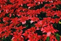 Poinsettia Christmas traditional flower decorations Merry Christmas - Red poinsettia in the garden celebration background Royalty Free Stock Photo