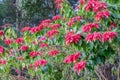 Poinsettia,christmas tree red petal green leaf Royalty Free Stock Photo