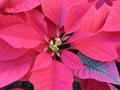Poinsettia Close-Up Royalty Free Stock Photo