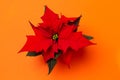 . Poinsettia on colorful background. Royalty Free Stock Photo