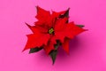 Poinsettia on colorful background. Royalty Free Stock Photo