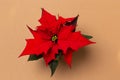 Poinsettia on colorful background. Royalty Free Stock Photo