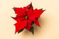 . Poinsettia on colorful background. Royalty Free Stock Photo