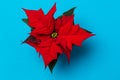 Poinsettia on colorful background. Royalty Free Stock Photo