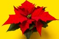 Poinsettia on colorful background. Royalty Free Stock Photo