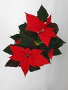 The poinsettia is a commercially important plant species of the diverse spurge family.