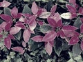 Poinsettia is a commercially important plant species diverse spurge family, well known for its red and green foliage Royalty Free Stock Photo