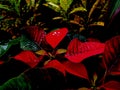 Poinsettia is a commercially important plant species diverse spurge family, well known for its red and green foliage Royalty Free Stock Photo