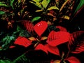 Poinsettia is a commercially important plant species diverse spurge family, well known for its red and green foliage Royalty Free Stock Photo