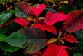 Poinsettia is a commercially important plant species diverse spurge family, well known for its red and green foliage Royalty Free Stock Photo