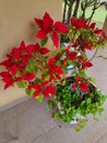 The poinsettia (Euphorbia pulcherrima). Also known as parrot\'s beak or euphoric.