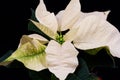 Poinsettia Euphorbia Pulcherrima - beautiful plant with flowers