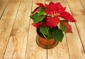 Poinsettia (Euphorbia pulcherrima) or Bethlehem Star on wooden b Royalty Free Stock Photo