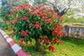 Poinsettia (Euphorbia pulcherrima) bush, also known as Christmas Star in Pyin Oo Lwin, Myanm Royalty Free Stock Photo