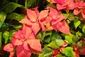 The poinsettia Euphorbia pulcherrima is a commercially important plant species of the diverse spurge family Euphorbiaceae