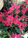 Poinsettia or Euphorbia pulcherrima or Flame leaf flower plant.