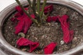 poinsettia (Euphorbia pulcherrima) flower.