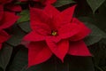 The poinsettia Euphorbia pulcherrima.