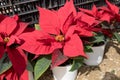 Poinsettia Euphorbia pulcherrima potted- Red Christmas stars Royalty Free Stock Photo