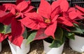 Poinsettia Euphorbia pulcherrima potted- Red Christmas stars Royalty Free Stock Photo