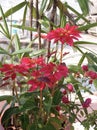 Poinsettia, Euphorbia pulcherrima, Red Royalty Free Stock Photo