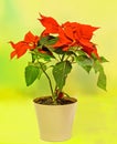 The poinsettia (Euphorbia pulcherrima) with red and green foliage, Christmas floral displays in a flower pot, vase.