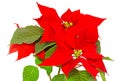 The poinsettia (Euphorbia pulcherrima) with red and green foliage, Christmas floral displays in a flower pot, vase.