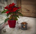 Poinsettia (Euphorbia pulcherrima) on the window. Advent