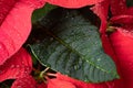 Poinsettia. An exotic plant with bright red leaves. Christmas star. Green leaf of a plant among red leaves