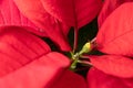 Poinsettia. An exotic plant with bright red leaves. Christmas star.