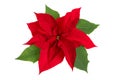 Poinsettia Flower Royalty Free Stock Photo