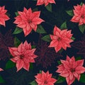 Poinsettia flower background for invitation card