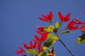 Poinsettia flower on blue sky background Royalty Free Stock Photo