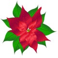 Poinsettia