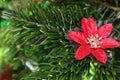 Poinsettia Christmas Tree Decoration Royalty Free Stock Photo