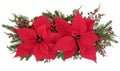 Poinsettia Flower Display Royalty Free Stock Photo