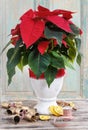 The poinsettia flower (Euphorbia pulcherrima) Royalty Free Stock Photo