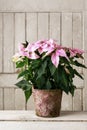 The poinsettia flower Euphorbia pulcherrima Royalty Free Stock Photo