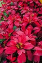 Poinsettia flower Royalty Free Stock Photo