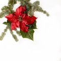 Poinsettia red flower with fir tree and snow on white background. Greetings Christmas card. Postcard. Christmastime. Red White and Royalty Free Stock Photo