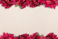 Poinsettia flower frame on the top and the bottom over a white surface - great for framing a picture Royalty Free Stock Photo