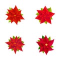 Poinsettia flower icons set cartoon vector. Red poinsettia with star flower Royalty Free Stock Photo