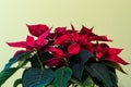 Poinsettia flower indoor. Royalty Free Stock Photo