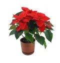 Poinsettia flower isolated on white Royalty Free Stock Photo